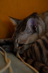 『寝てますよぉ。』