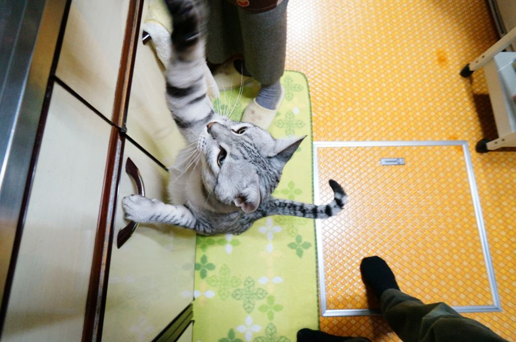 「イカくれ～～～ぇ！！！」