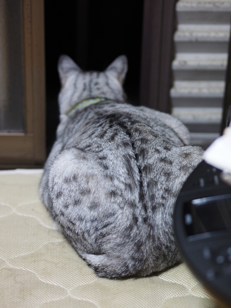 E-M1でフクちゃんを撮ってみた！！