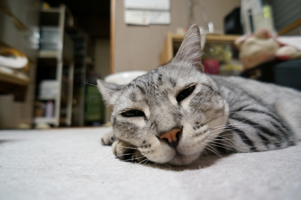 又今日もとろけてます。