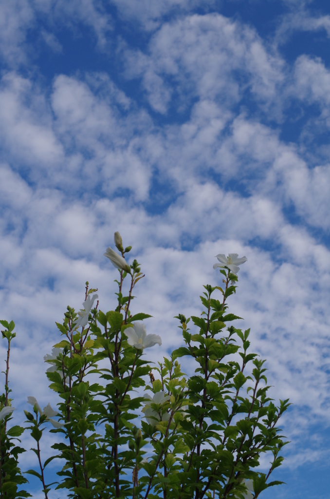 8月なのに秋の空