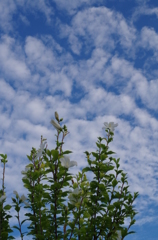 8月なのに秋の空