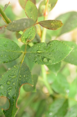 『束の間の陽射し』