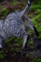 雷雨の怖い夜が明けて。
