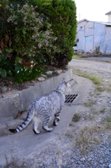 『今日の福太郎』