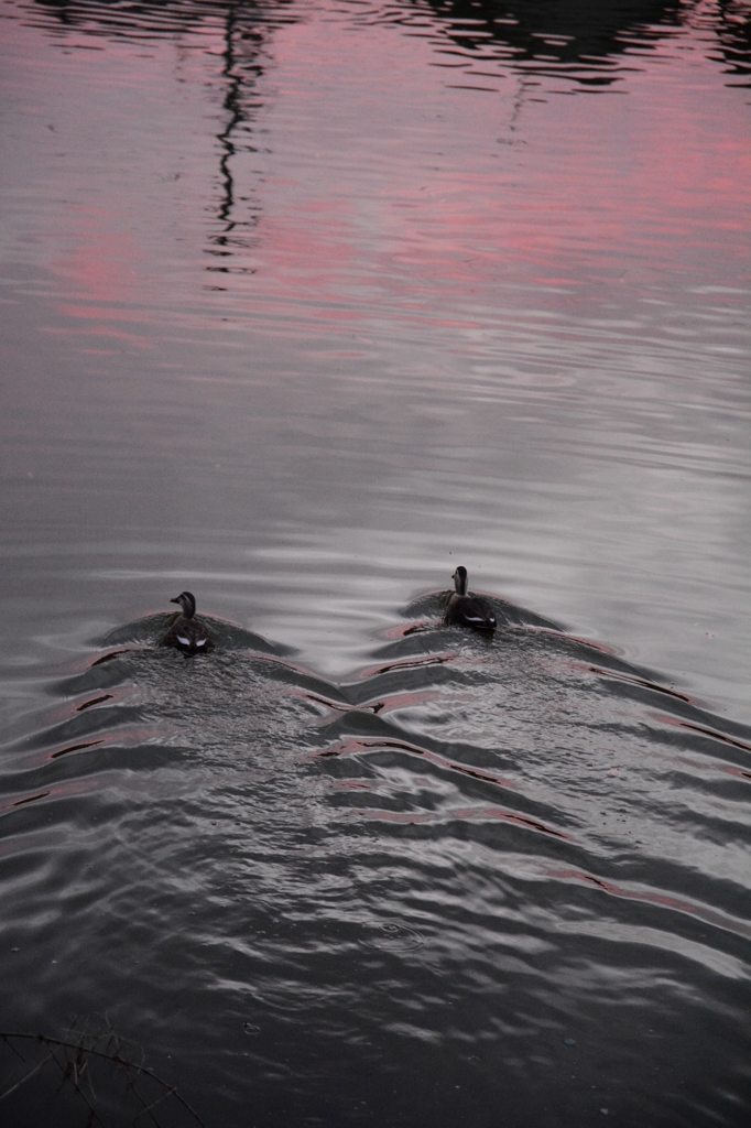 今朝の東の空はピンクだった♪♪♪