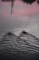 今朝の東の空はピンクだった♪♪♪
