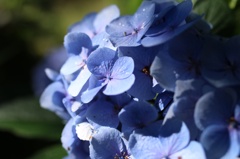 紫陽花01