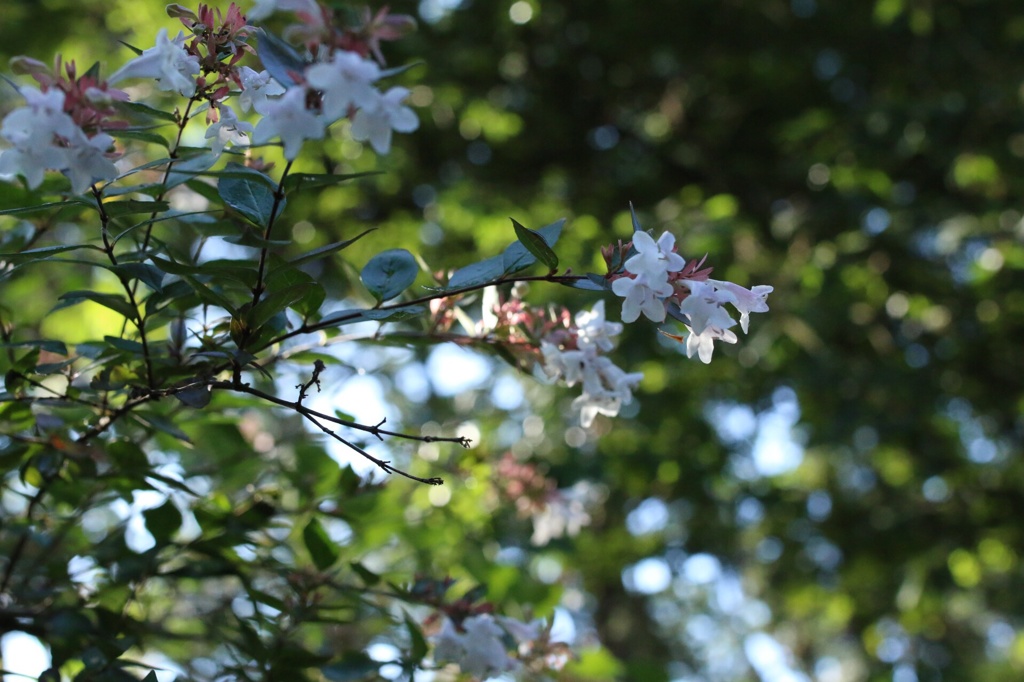 涼しげなひと時