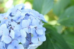 紫陽花02