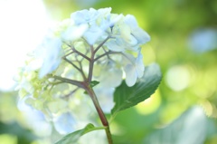 紫陽花03
