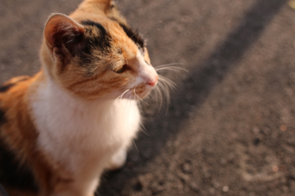 野良猫