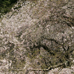 常照皇寺の桜1