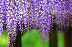 奈良万葉植物園にて　紫藤