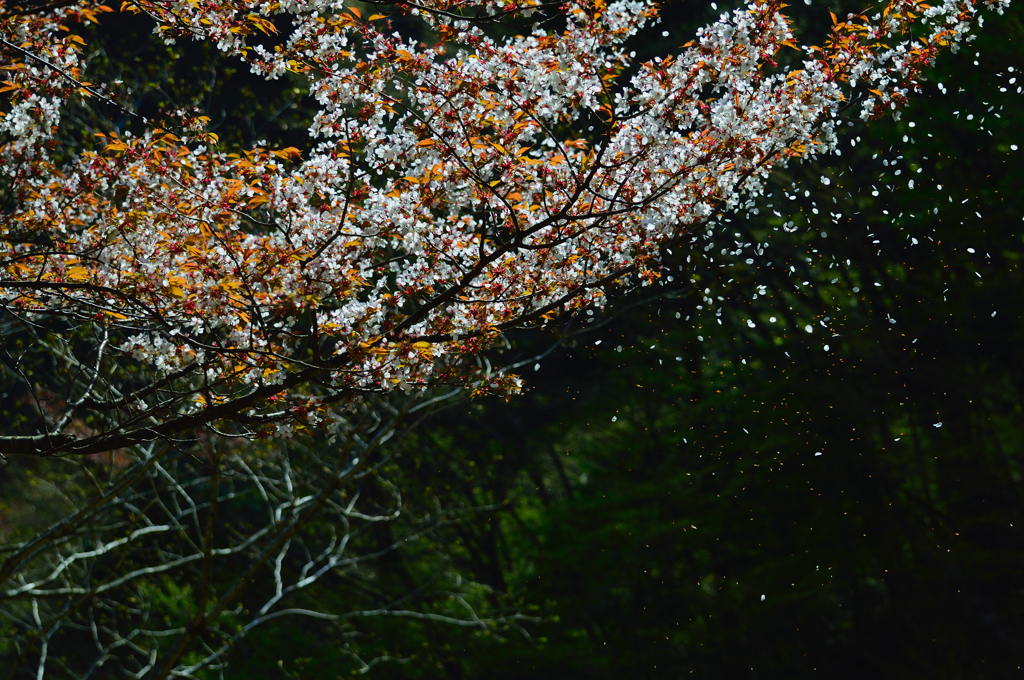 花吹雪