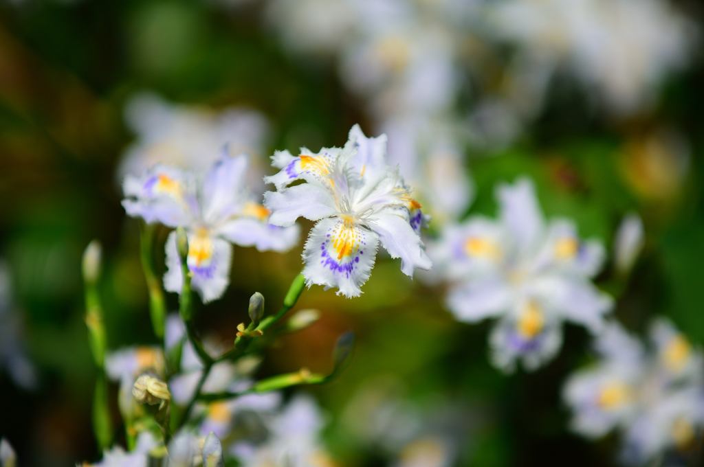 奈良万葉植物園にて　シャガ