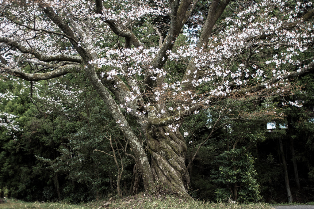 ネジネジ桜