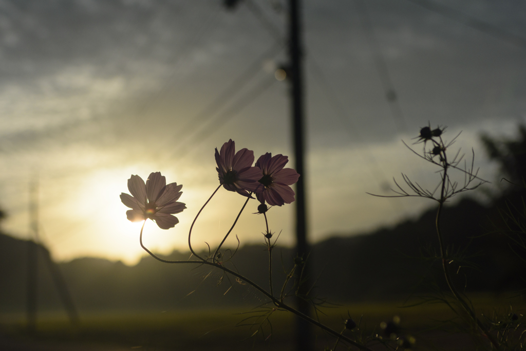 秋桜