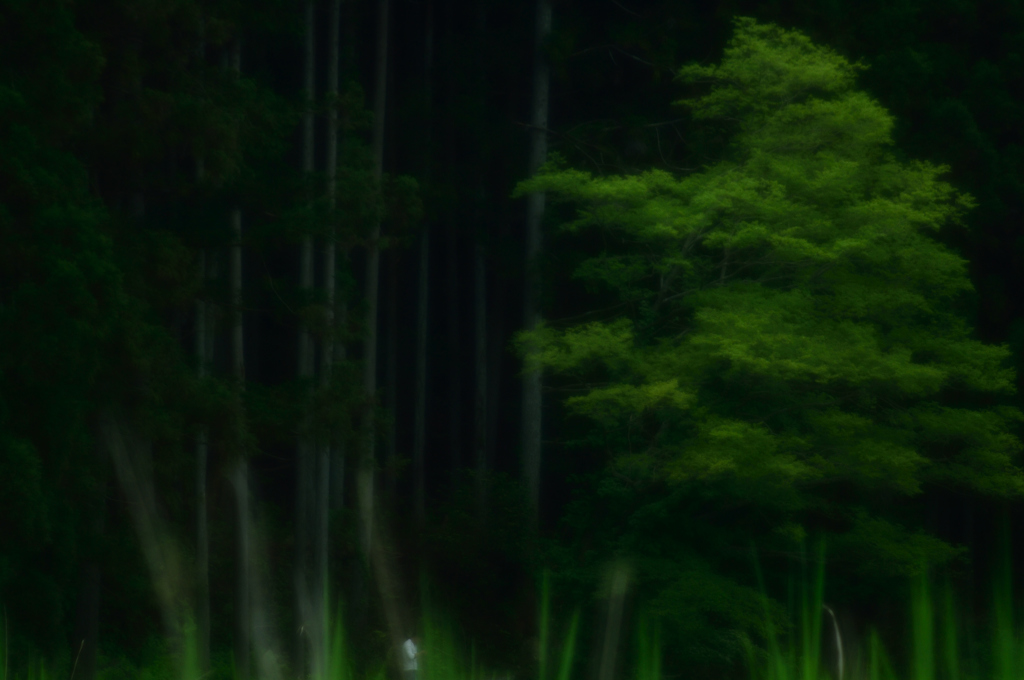 龍が住む森