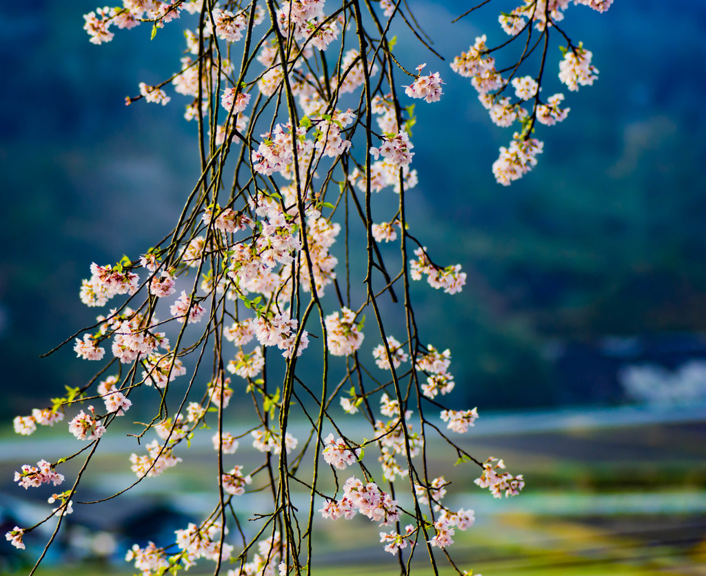 枝垂れ桜