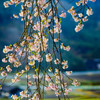 枝垂れ桜