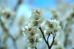 吉野の桜はまだです。