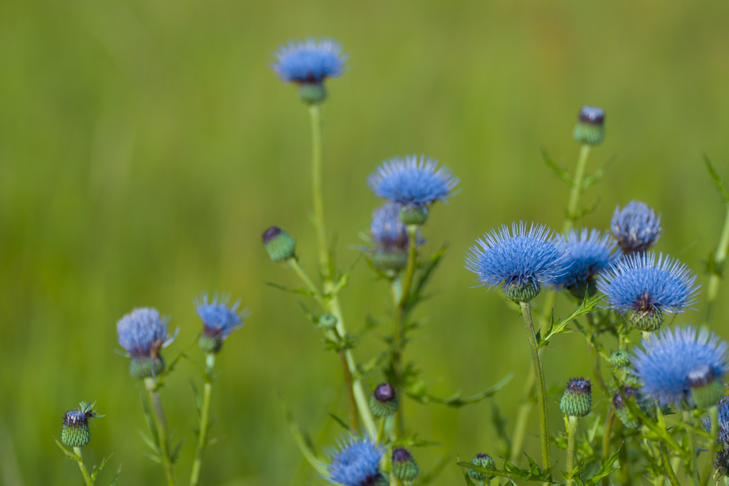 Blue thistle