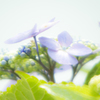 ミラー紫陽花
