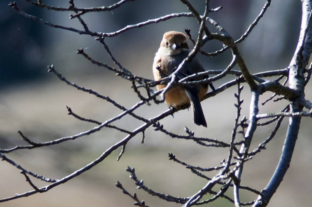 なまえ分かりません