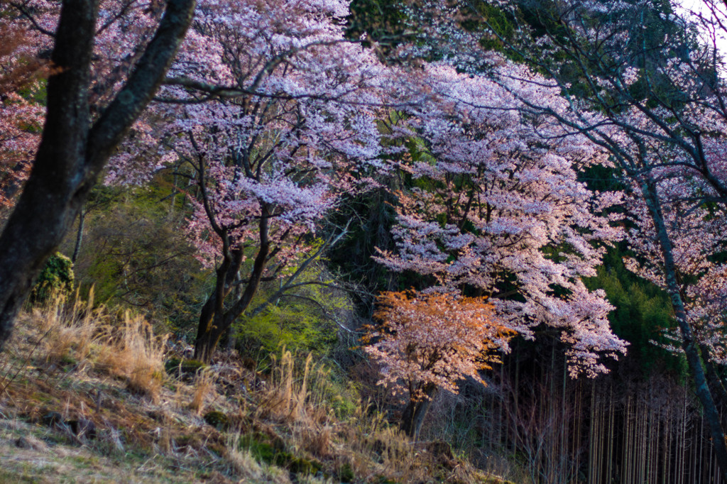 桜苑の朝3/4