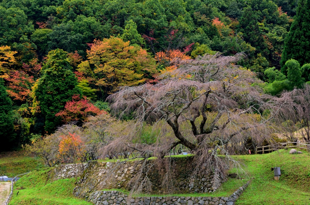 共演したいなぁ
