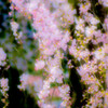 小糸しだれ桜