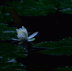 Water lily