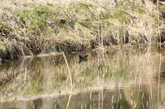 バンダイ池のバン