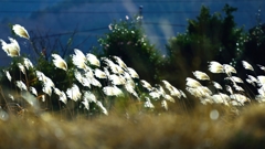 北風に吹かれて