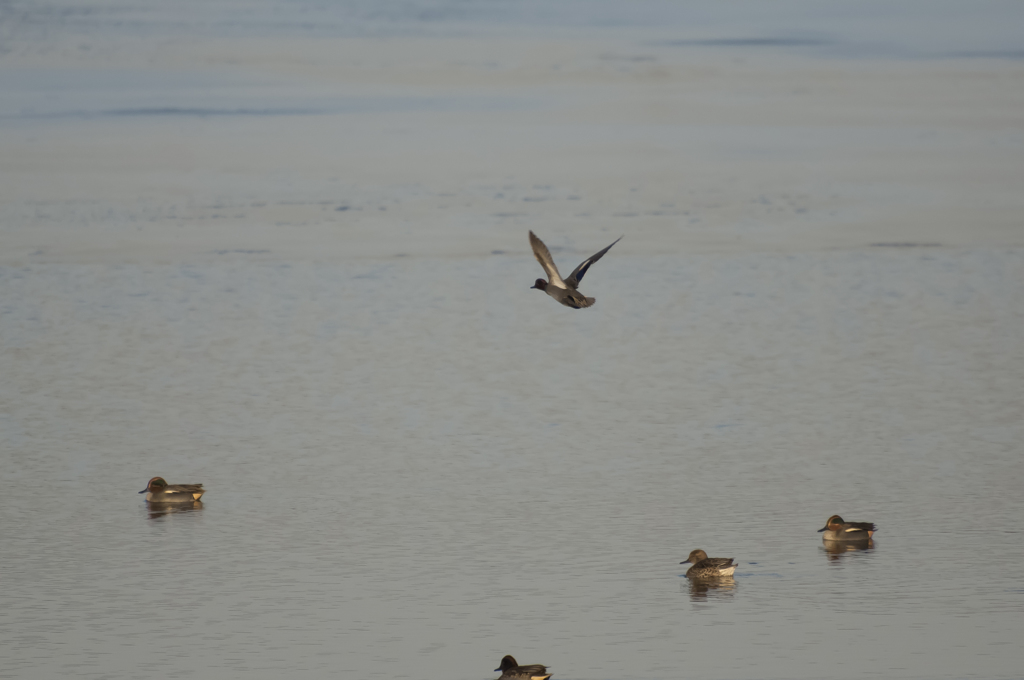 ジャンクレンズ400mmで撮ったと思ってたら違いましたm(_ _)m
