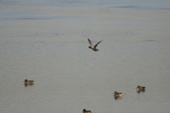 ジャンクレンズ400mmで撮ったと思ってたら違いましたm(_ _)m