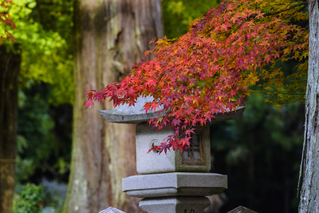 紅葉狩り