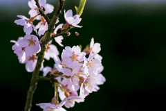 春待ち桜