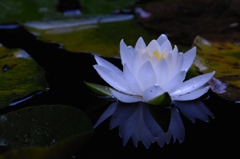 Water lily 3