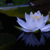 Water lily 3