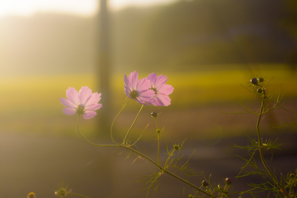 秋桜