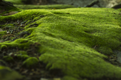 green moss 4