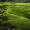 green moss 4