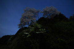 春の宵に月あかりで桜を撮る(10mm)