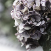 紫陽花