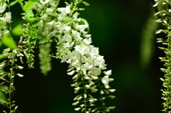 奈良万葉植物園にて　白藤