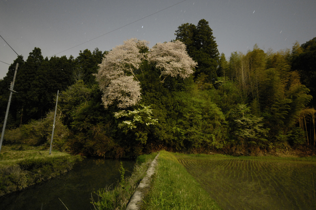 春の宵に月あかりで桜を撮る