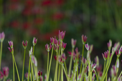 曼珠沙華