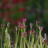 曼珠沙華